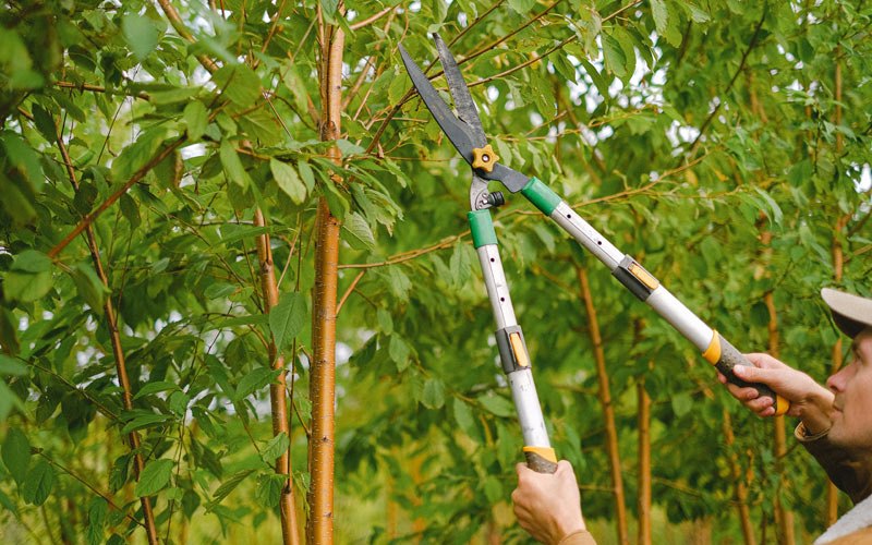 Tree trimming in Trenton, NE